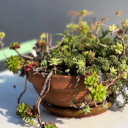 Penthouse With Terrace Appartement *