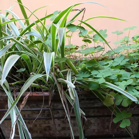 Bamboo Brera Fiorichiari דירה *