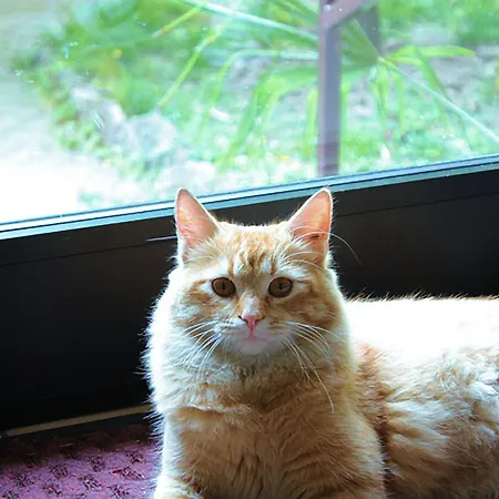 酒店 帕拉迪索酒店 2*