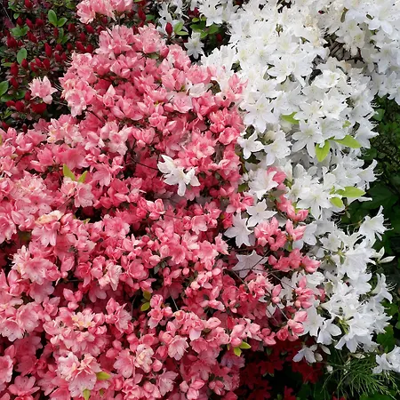 ريزيدانس سيلو 3*