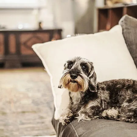 Pensjonat Citta Studi - Collection