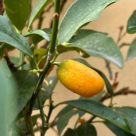 The Collector's - Private Terrace On Navigli Milano