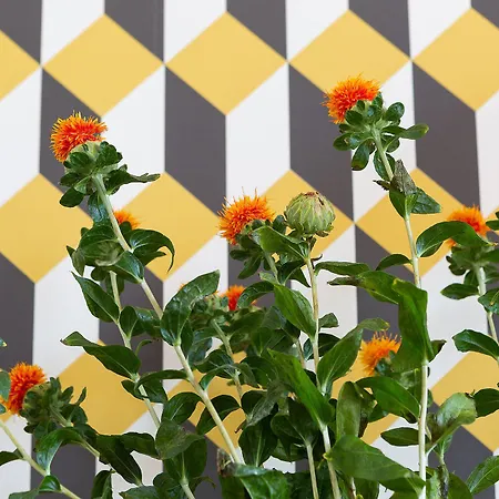 Zebra Naviglio 4* Μιλάνο