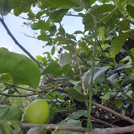 Lägenhet Il Giardino Dell'artista Stylish A Milano