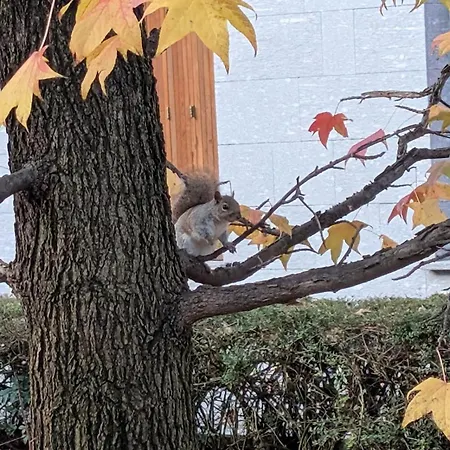 Luxury - Zen Urban Retreat Apartman *