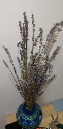 Ongi Etorri B&B- Ripamonti,Tram 24 Per Ieo, Policlinico, Fondazione Prada,Duomo Apartment *