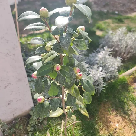 Liberty Domus Igi Apartman *