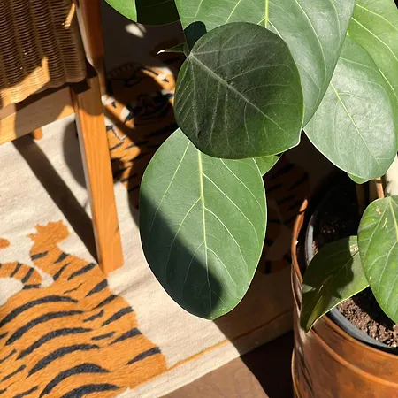 Urban Jungle 8 - Risorgimento * Milano