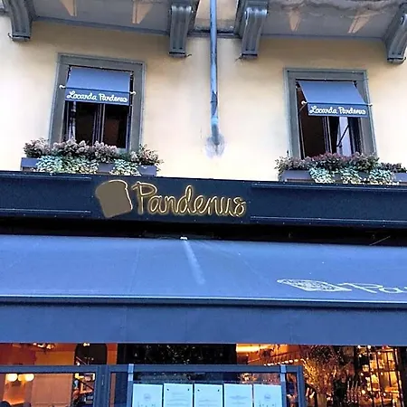 Pandenus Brera