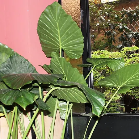 Lepetit بيت ضيافة ميلان