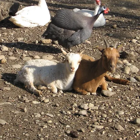 캠핑 빌리지 치타 디