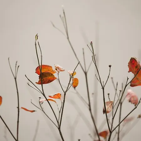 Zambala Luxury מילאנו