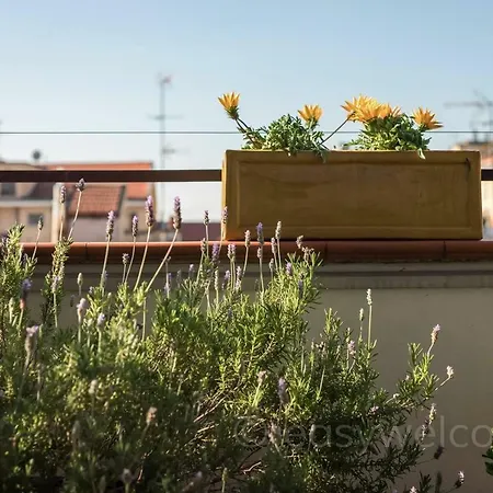 Easy Welcome Euphorbia Terrace *