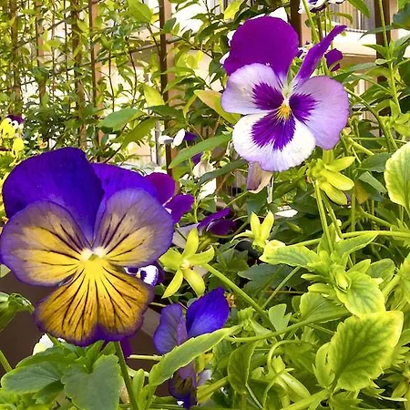 ميلانو كاستيلو فندق ميلان