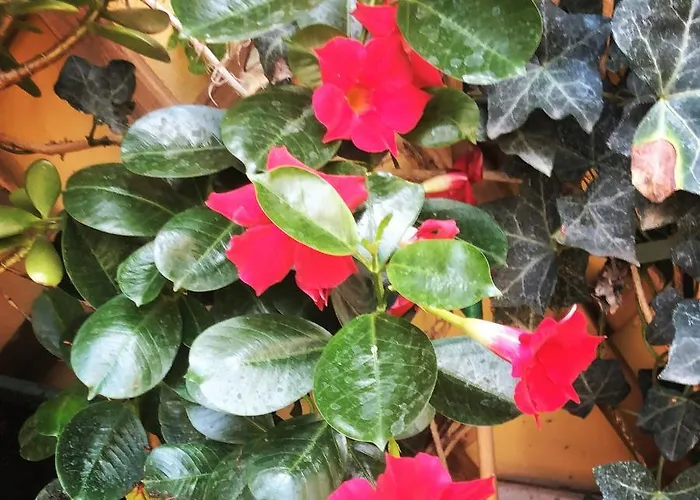 Lejlighed Nido Dell'aquila - In Porta Romana *