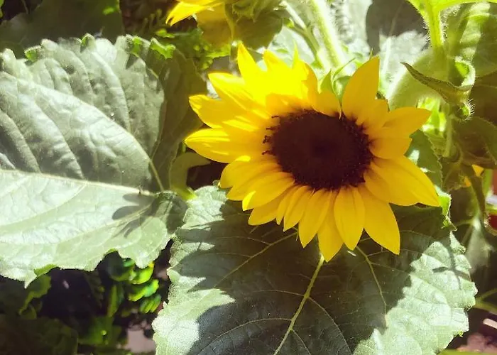 Nido Dell'aquila - In Porta Romana Lejlighed