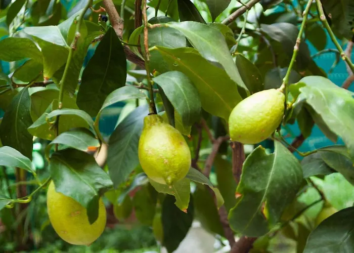 Bed and breakfast Emilia