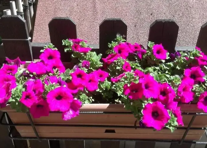 Casa Fiorita Oda ve Kahvaltı