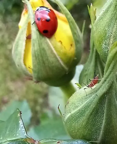 Oda ve Kahvaltı Casa Fiorita Milano