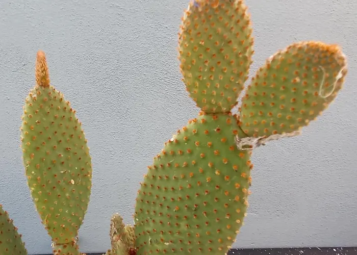 Konukevi Villino Liber