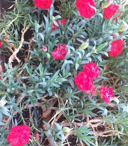 With Terrace And Loft With Garden In Naviglio Pavese Gasthof *