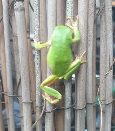 Gasthof With Terrace And Loft With Garden In Naviglio Pavese