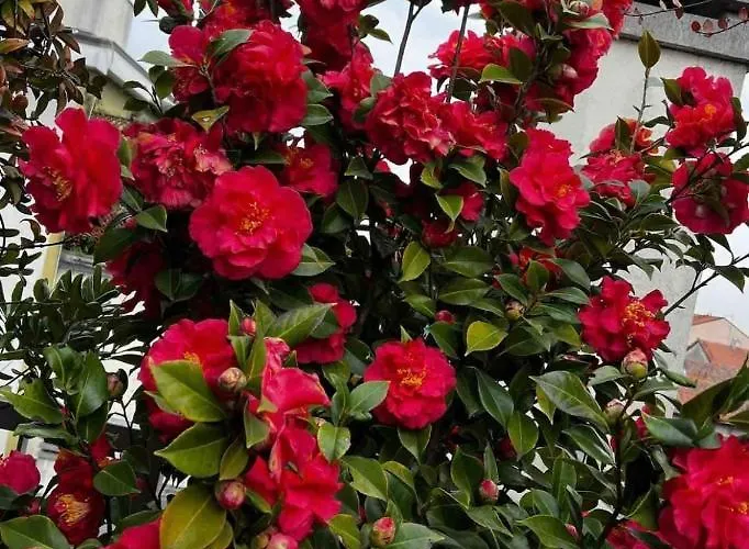 Giresio 41 - Your Penthouse With Rooftop Garden In Navigli - Wifi Lägenhet