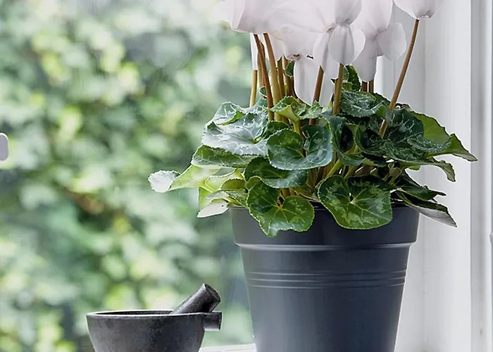 50 Papiniano Apartment