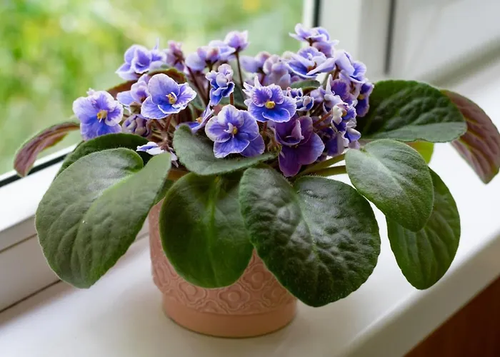 50 Papiniano * Mailand