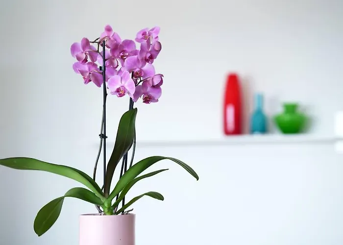 Comfort Style アパート *