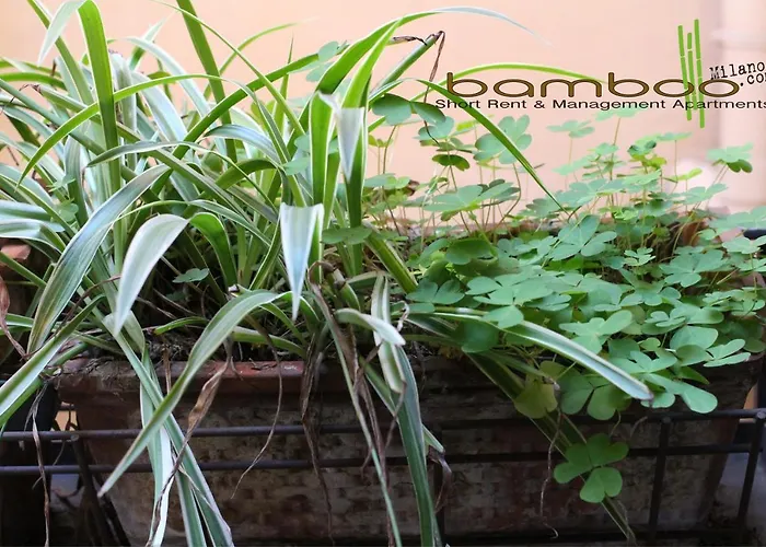 Apartment Bamboo Brera Milan