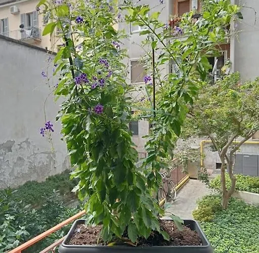 Il Grande Blu Appartamento