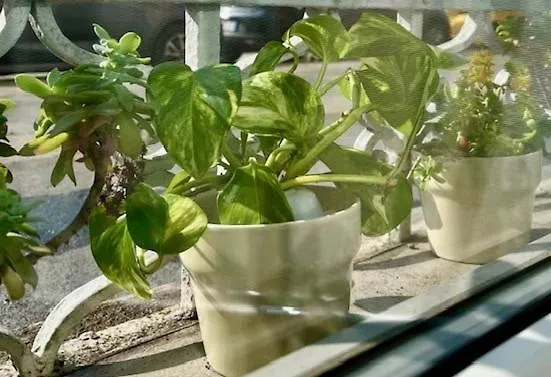 The Small White House In Apartmán