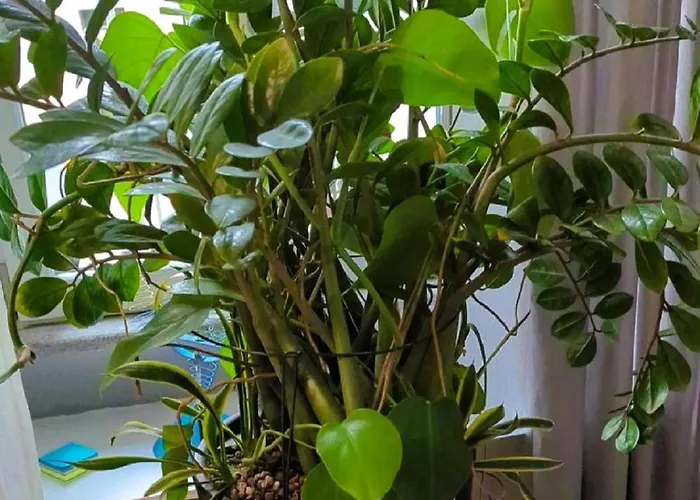 Elegant In Center * ميلان