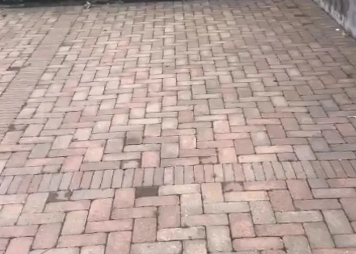 Gatto Bianco Mia Milano