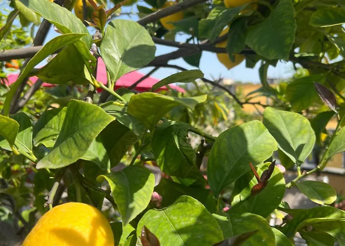 Apartmán Dream Garden Center On Subway 10 Guest *