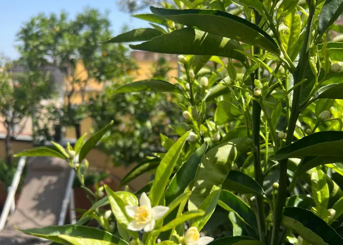 Apartmán Dream Garden Center On Subway 10 Guest *