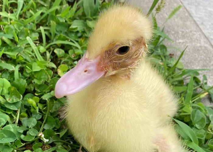 Villino Liber Konukevi