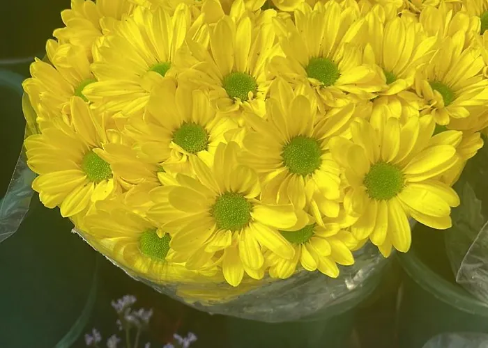 Apartman Di Greta E Marco *