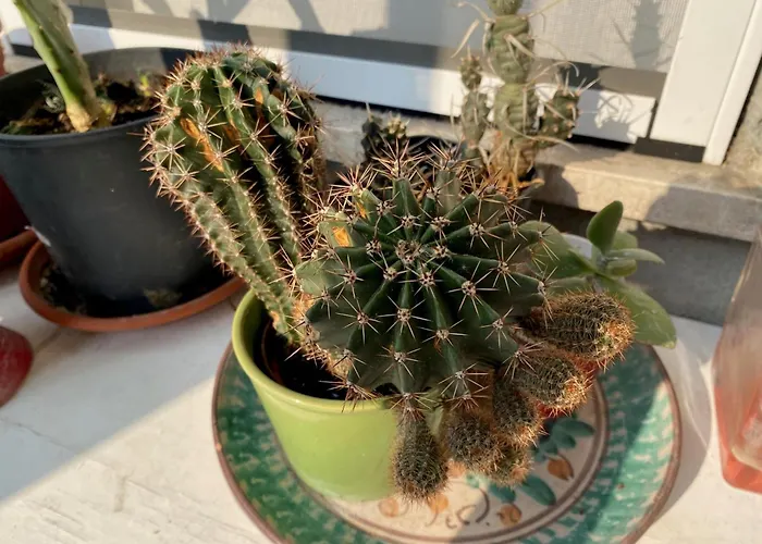 Magie Tortona District-navigli *