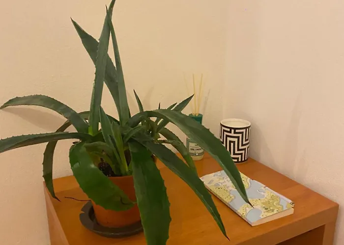 Delizioso Citta Studi *