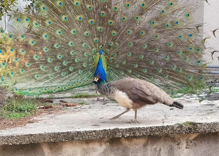Corte Dei Pavoni 10 Minuti Da Stadio San Siro E Fiera Pet Friendly * Milano