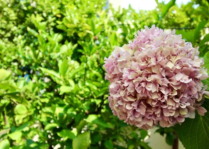 Appartement Frate - Your From *