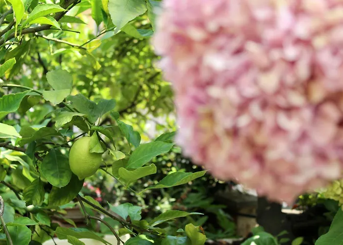 Frate - Your From Milaan