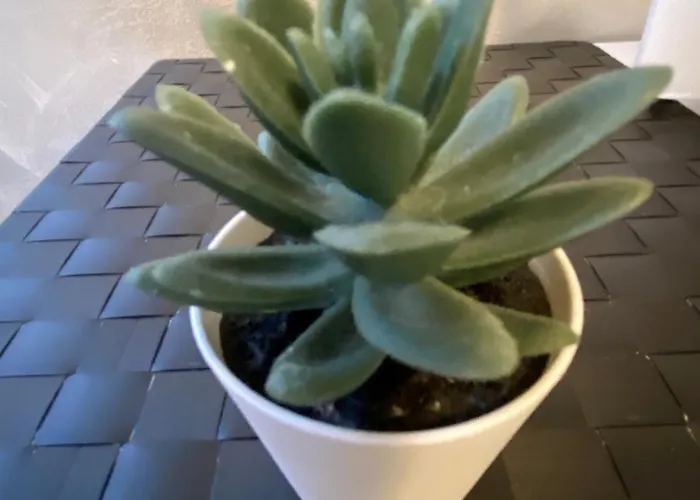 Elegant Appartament Appartamento *