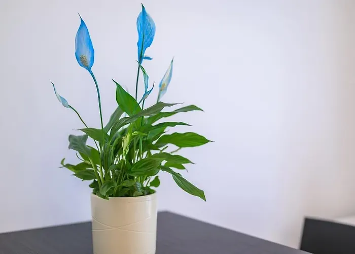 St Laurent - Citta Studi * 밀라노