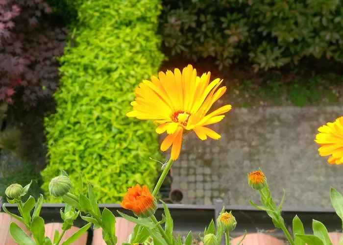 Gasthof With Terrace And Loft With Garden In Naviglio Pavese *