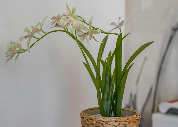 Apartamento Stradivarius House - Carozzi *