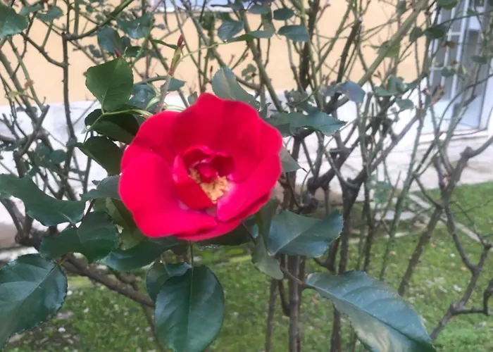 Missori Rose Garden View Apartmán *