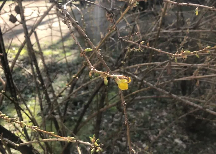 Missori Rose Garden View Apartmán Milán